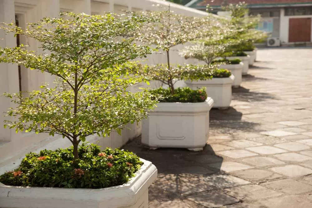 jardinières en béton