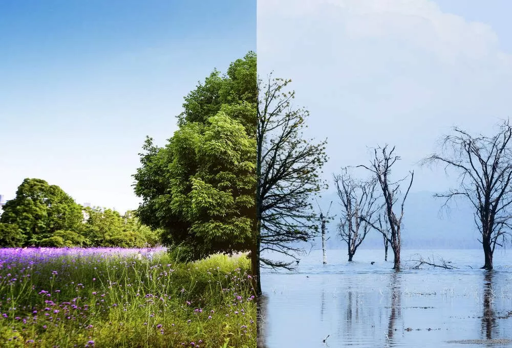 arbre deux ambiance climatique